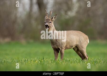 Aboiements de Chevreuil, Capreolus capreolus, buck sur une journée ensoleillée de printemps. La faune de la nature paysage du matin. Alerté les cerfs sauvages avec arrière-plan flou. Banque D'Images