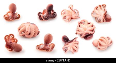 Régime de nourriture créative concept de saine alimentation photo de délicieux fruits de mer cuits de poulpe tentacule pour bébé gourmet sur fond blanc. Banque D'Images