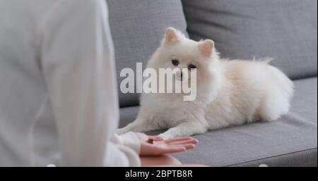 Femme d'entraînement chien Pomeranien à la maison Banque D'Images