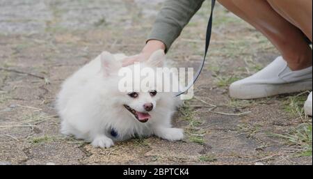 Femme jouer avec son chien à l'extérieur Banque D'Images