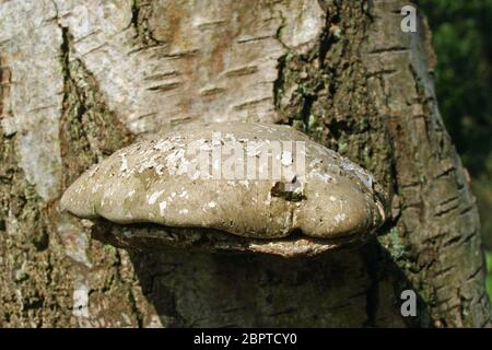 Les polypores de bouleau (Piptoporus betulinus) sont des champignons de la branche d'un bouleau argenté (Betula pendula). Banque D'Images