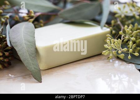 Graines, feuilles d'Eucalyptus et soap with copy space Banque D'Images