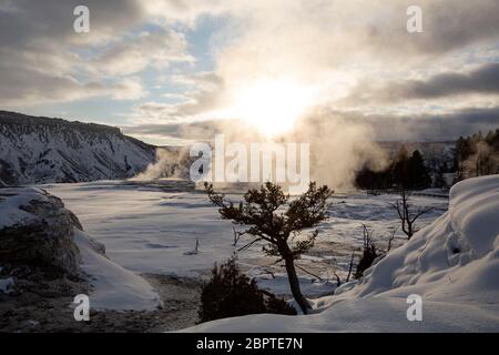 WYOMING - la vapeur s'élève du sommet de Canary Spring tandis que le soleil se lève au-dessus d'un nuage en début de matinée à Mammoth Hot Springs dans le parc national de Yellowstone. Banque D'Images
