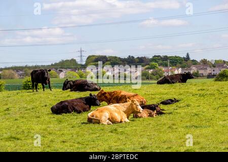 Troupeau de vaches noires et brunes avec de jeunes veaux qui se reposent dans les champs au printemps, Glen Mavis, Écosse, Royaume-Uni Banque D'Images