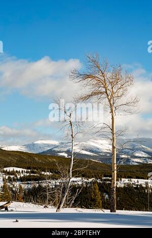 WY04493-00...WYOMING - les arbres d'Aspen le long de l'ancienne route de Bunsen Peak, une piste de ski pendant l'hiver, dans le parc national de Yellowstone. Banque D'Images