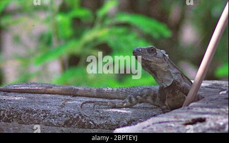 Campeche Mexique, Iguanas aussi connu sous le nom de toloks, car ce sont des lézards arides, appréciant le soleil tropical. Banque D'Images