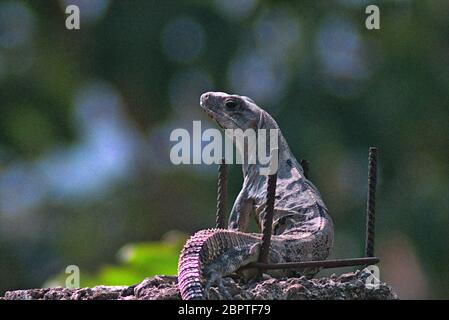 Campeche Mexique, Iguanas aussi connu sous le nom de toloks, car ce sont des lézards arides, appréciant le soleil tropical. Banque D'Images