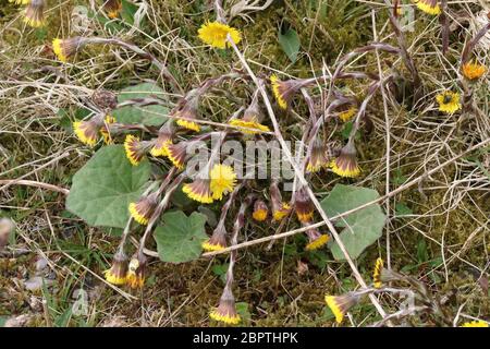 Coltsfoot (Tussilago farfara), une plante de voies de passage, de chaussées et de chemins. Il est également associé à des sites perturbés de terre, de terres de gaspillage et de friches industrielles Banque D'Images