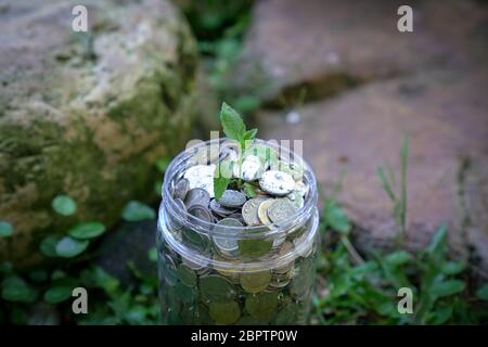 Plante en aviron en pot d'argent ou de pièces d'épargne. Concept de croissance ou d'investissement. Fond vert. Banque D'Images