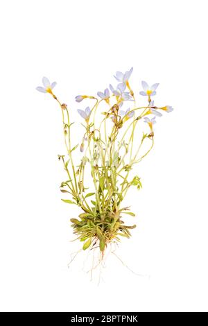 Bluets (Houstonia caerulea) - plante entière incluant des racines sur fond blanc Banque D'Images