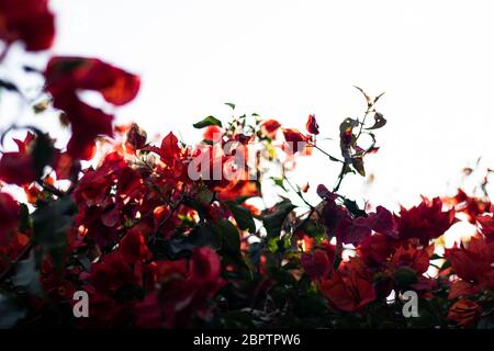 Fleurs rouges au coucher du soleil avec arrière-plan flou Banque D'Images