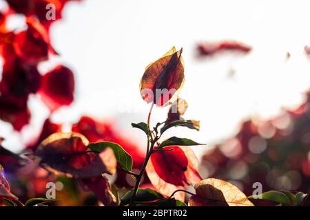 Fleurs rouges au coucher du soleil avec arrière-plan flou Banque D'Images