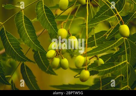 Fruit de Neem frais sur arbre avec feuille sur fond de nature. Une feuilles de neem arbre et fruits de croissance naturelle médicinale. Azadirachta indica,neem, nimtree Banque D'Images