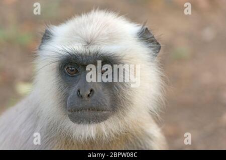 Gros plan d'un Langur gris dans le parc national de Kanha en Inde Banque D'Images