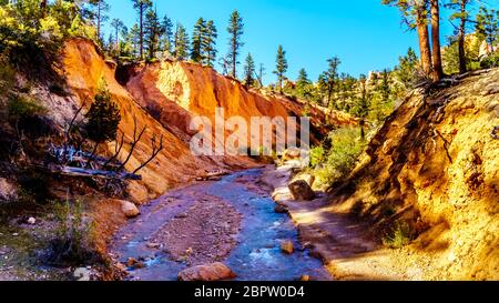 Le sujet de la Sorcière a sculpté un chemin à travers les roches de grès vermillon en aval de la Tropic de la Sorch tombe le long de la Mossy Cave Trail dans Bryce Canyon Banque D'Images