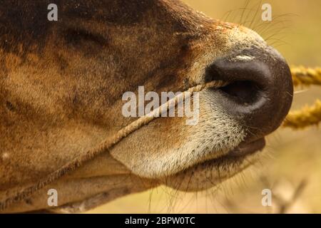 Gros plan du nez de la vache avec corde sur la face de la vache isolée sur fond de nature. Nez de vache indien avec corde. Banque D'Images