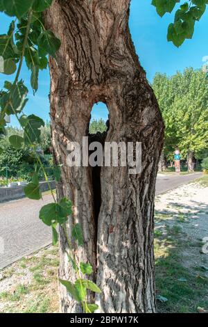 Un gros plan d'un arbre avec un trou au milieu Banque D'Images