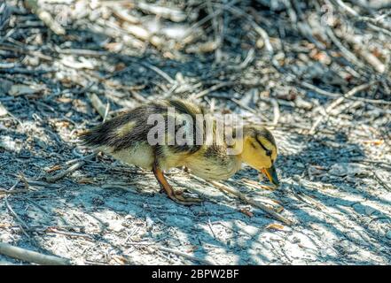 Bébé Mallard (Anas platyrhynchos) recherche de nourriture dans Sepulveda Wildlife Sanctuary CA USA Banque D'Images