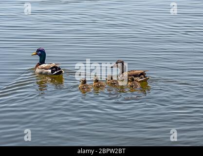 Mallard (Anas platyrhynchos) avec des jeunes canards nageant dans le sanctuaire de la vie sauvage de Sepulveda, Californie, États-Unis Banque D'Images