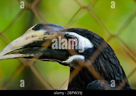 hornbill est la cage de sorte qu'il ne se contente pas, serait à freedome Banque D'Images