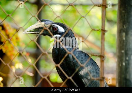 hornbill est la cage de sorte qu'il ne se contente pas, serait à freedome Banque D'Images