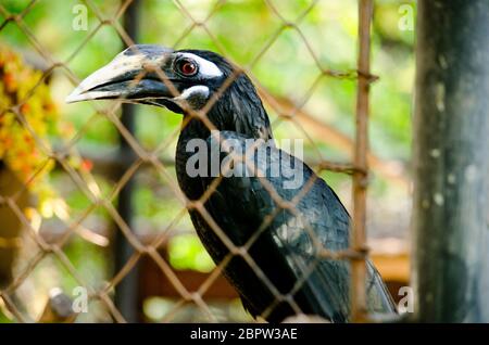 hornbill est la cage de sorte qu'il ne se contente pas, serait à freedome Banque D'Images