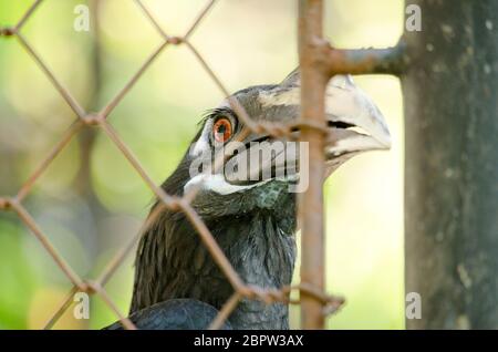 hornbill est la cage de sorte qu'il ne se contente pas, serait à freedome Banque D'Images