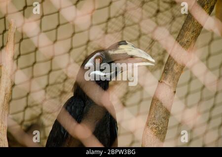 hornbill est la cage de sorte qu'il ne se contente pas, serait à freedome Banque D'Images