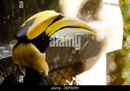 hornbill est la cage de sorte qu'il ne se contente pas, serait à freedome Banque D'Images