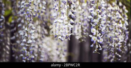 Image panoramique de la wisteria en fleurs de près. Banque D'Images