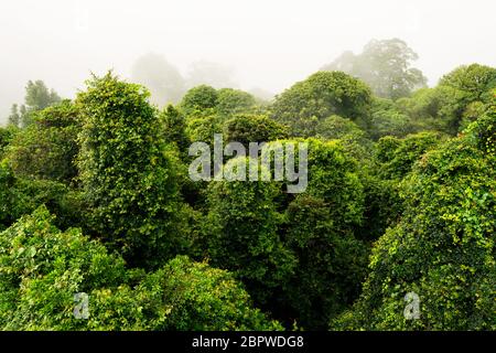 Couvert de forêt tropicale de Dorrigo dans les nuages. Banque D'Images