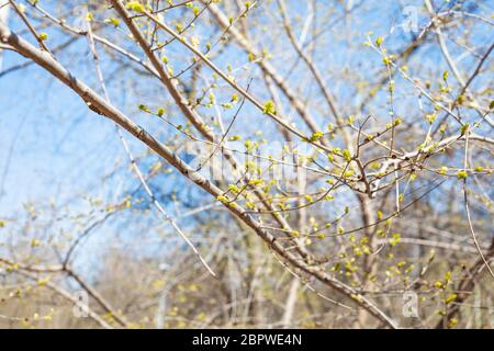 branches d'arbres avec nouveau feuillage dans le parc de la ville le jour ensoleillé du printemps (accent sur les feuilles vertes sur la branche au premier plan) Banque D'Images