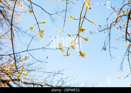 brindilles avec de jeunes feuilles d'érable à feuilles de frêne et ciel bleu sur fond le jour ensoleillé du printemps (attention aux feuilles vertes au premier plan) Banque D'Images