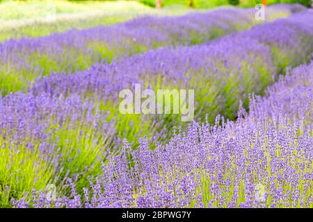 Purple Haze ferme de lavande biologique à Sequim, Washington Banque D'Images