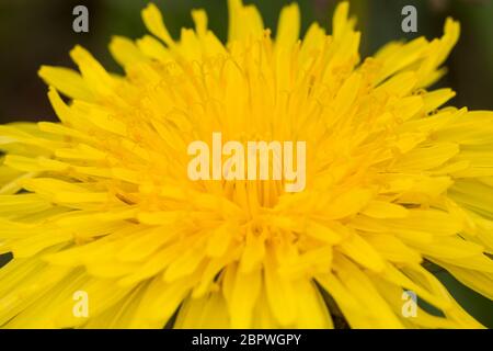 Wiesen-Löwenzahn Wiesenlöwenzahn Löwenzahn,,, «Löwenzahn, Gewöhnlicher Löwenzahn, Kuhblume, Taraxacum officinale, Taraxacum sect. Ruderalia, D Banque D'Images