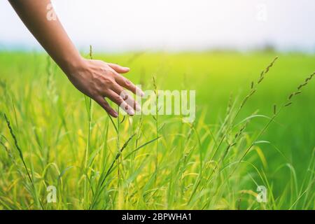 Libre de droit d'une femme de toucher la main dans un champ de riz Banque D'Images