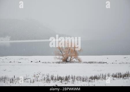 Arbre doré lors de fortes chutes de neige dans le lac Tekapo. Banque D'Images