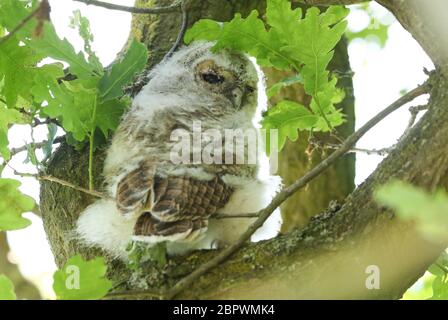 Un adorable Owlet Tawny, Strix aluco, perçant dans un chêne au printemps au Royaume-Uni. Banque D'Images