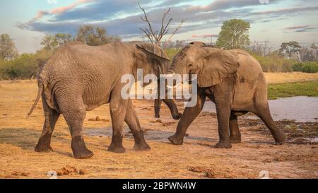 Deux éléphants d'Afrique mâles (Loxodonta africana) sont agressants au bord d'une rivière dans le nord du Botswana. Banque D'Images