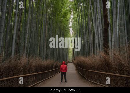 Pris dans la forêt de bambous d'Arashiyama à Kyoto, au Japon. Banque D'Images