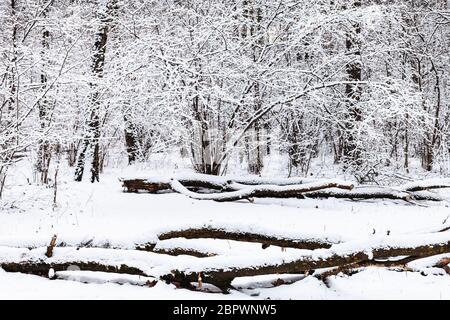 Arbres tombés enneigés sur la glace dans la forêt enneigée du parc Timiryazevsky à Moscou, le jour d'hiver Banque D'Images