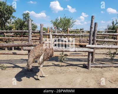 Deux autruches mâles et femelles séparés par une clôture sur une ferme d'autruche Banque D'Images