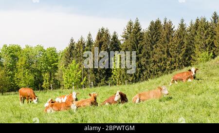 Groupe de vaches de journal prenant un repos sur un pâturage. Conifères et arbres à feuilles caduques en arrière-plan. Production biologique de lait et de boeuf. Format Panorama. Banque D'Images