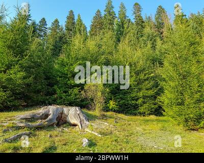 Une vaste souche avec des racines au bord d'une forêt dans les montagnes des Carpates avant le coucher du soleil Banque D'Images