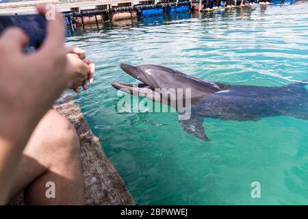 Les dauphins attendent la commande Banque D'Images