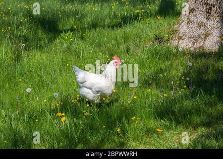 Poulet blanc de couleur libre sur un pré. Curieusement regarder dans l'appareil photo. Symbole pour les animaux heureux, l'agriculture écologique et l'agriculture. Banque D'Images