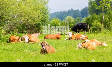 Groupe de vaches laitières brunes - blanches prenant un repos dans un pâturage. Paysage bavarois verdoyant. Symbole pour l'élevage, l'agriculture, le lait et la production de bœuf Banque D'Images