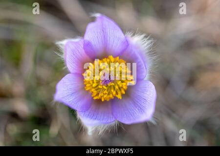 Fleur de printemps. Beaux poils violet pasque-fleur. Pulsatilla grandis qui fleurit au printemps sur prairie au coucher du soleil. Ptacov, République Tchèque Banque D'Images