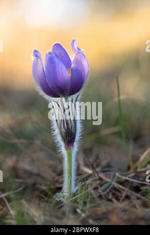 Fleur de printemps. Beaux poils violet pasque-fleur. Pulsatilla grandis qui fleurit au printemps sur prairie au coucher du soleil. Ptacov, République Tchèque Banque D'Images