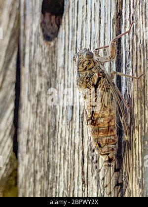 Cicada sur la poutre en bois de la clôture Banque D'Images